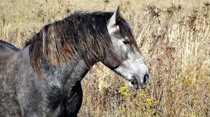     По названию несложно догадаться, где зародилась татарская лошадь. Сегодня её считают практически вымершей, поскольку осталось в природе не более пяти особей породы.