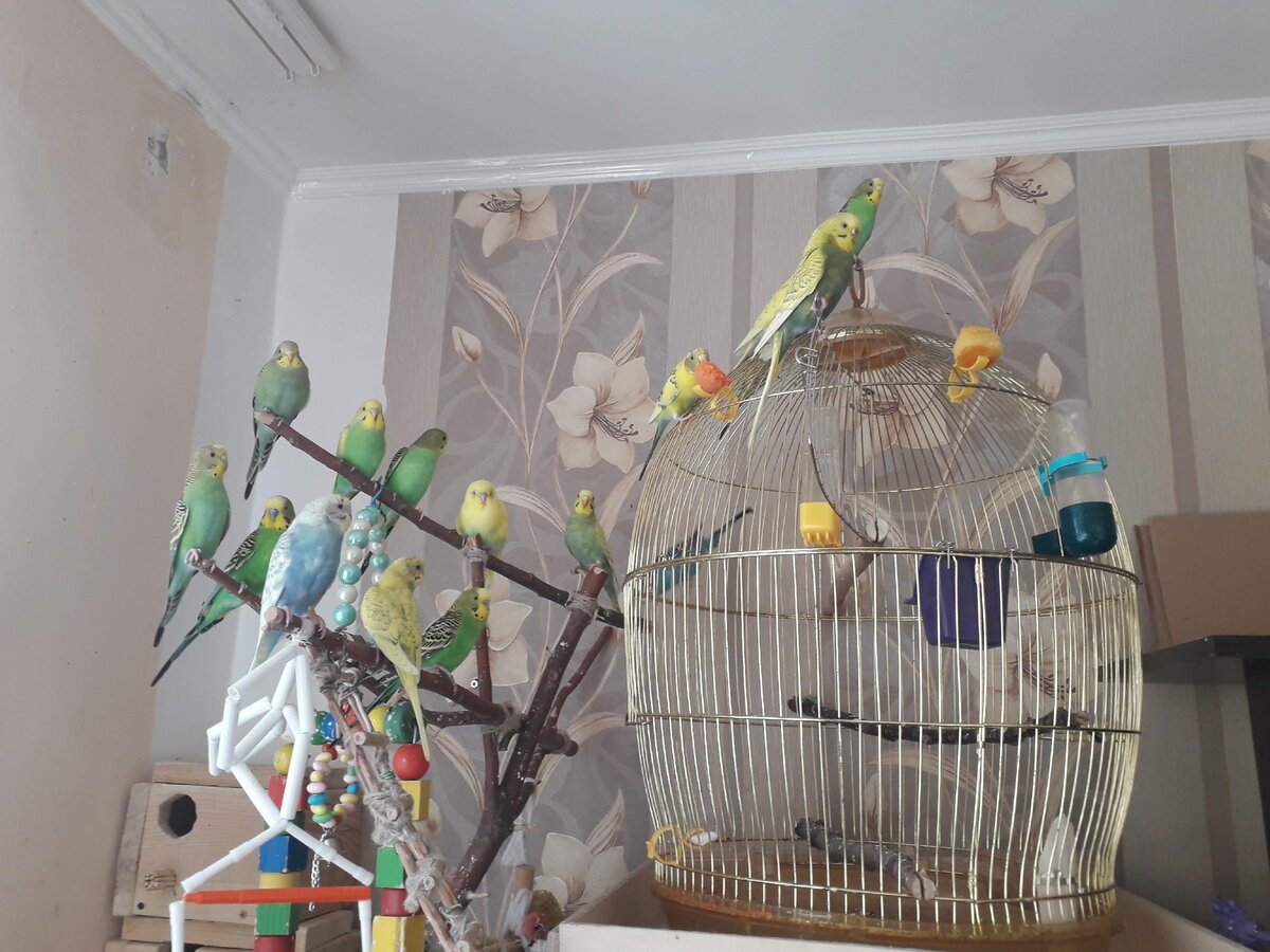 Наша стайка волнистых попугаев 
