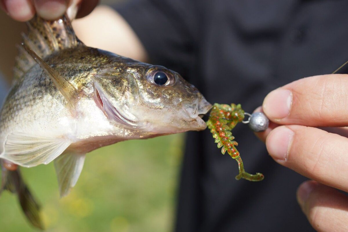 Королевский Ёрш.