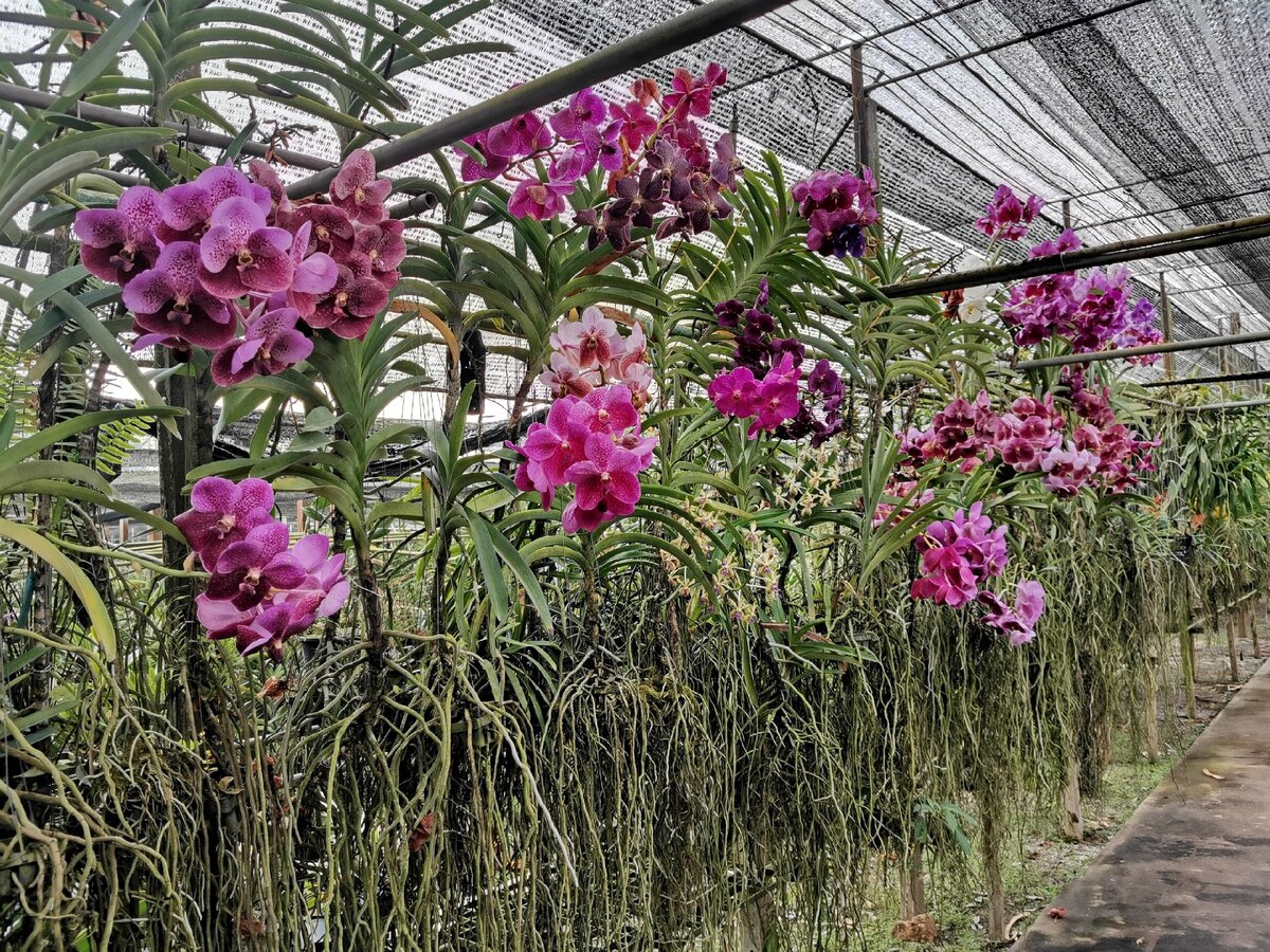 Орхидея Онцидиум бургундия розово-белая