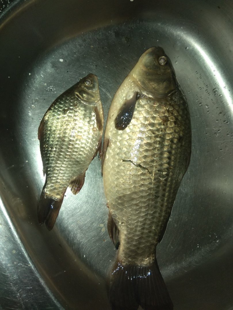 улов.300гр и 1.200кг