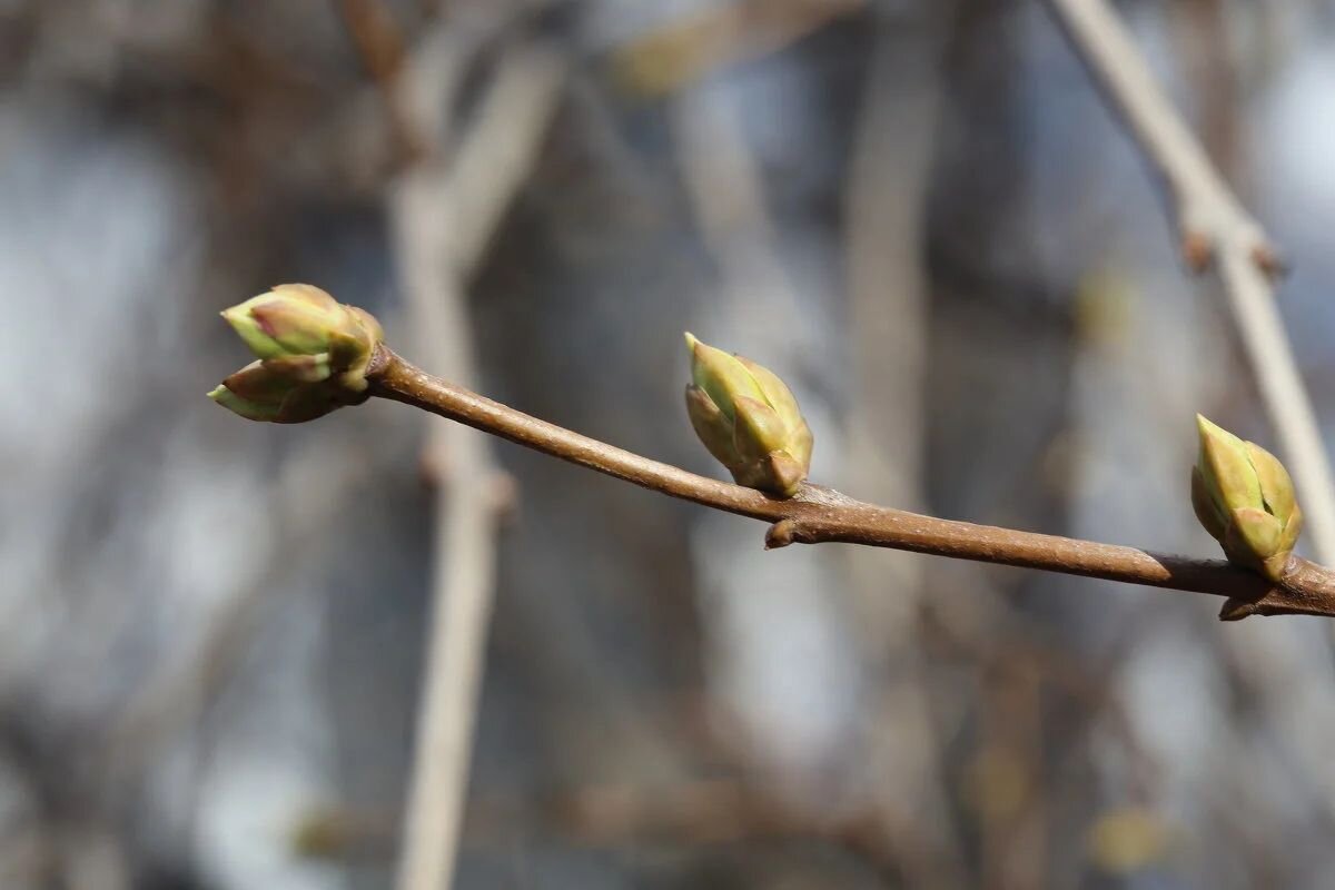 Фото: https://yandex.uz/collections/card/5accf483be1d7754d870f278/