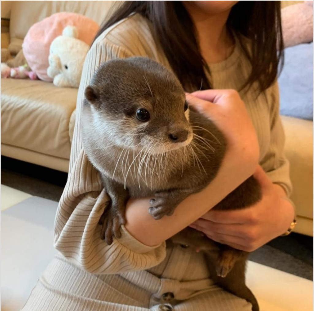 Домашняя выдра. 