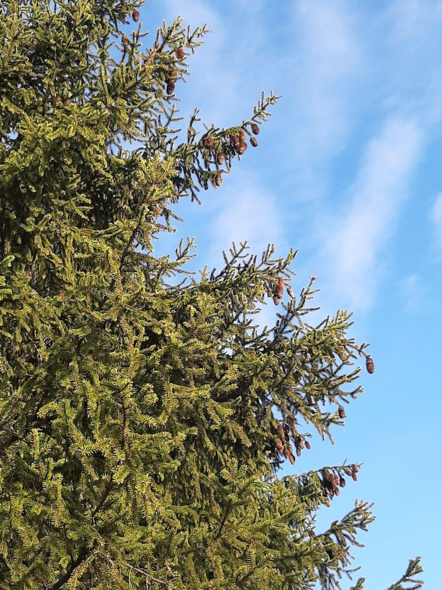 Личное фото. Подмосковье.  Огромная ель с шишками  вызвала мое восхищение. Природа может быть суровой и ласковой одновременно. В ней есть равновесие.
