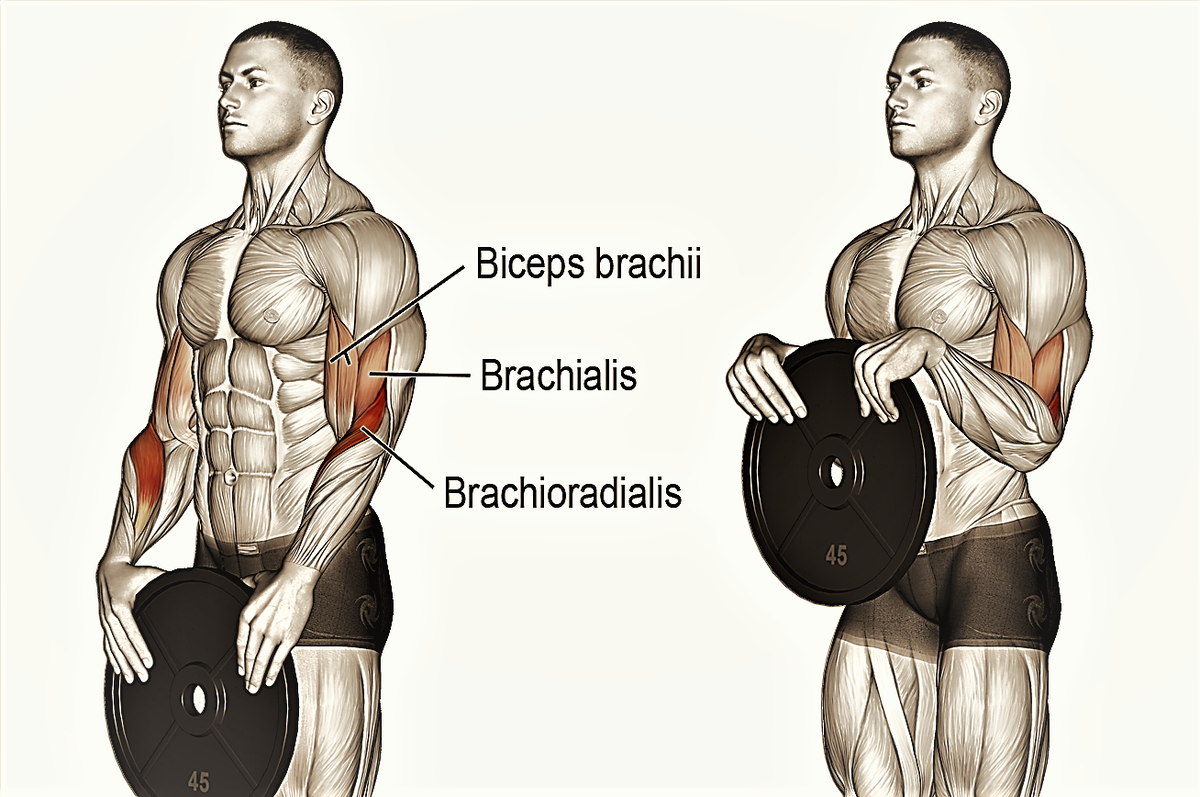 Брахиалис упражнения. Мышцы бицепса брахиалис. Мышцы предплечья брахиалис. Брахиалис мышца упражнения. Брахиалис и брахирадиалис тренировка.