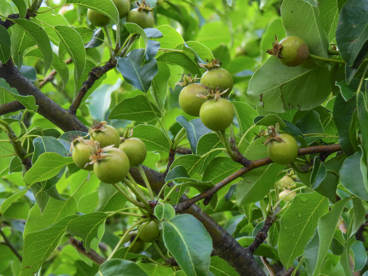 Дика груша. Лесная груша дичка. Плоды груша дичка. Груша дичка дерево. Дикая груша дичка.