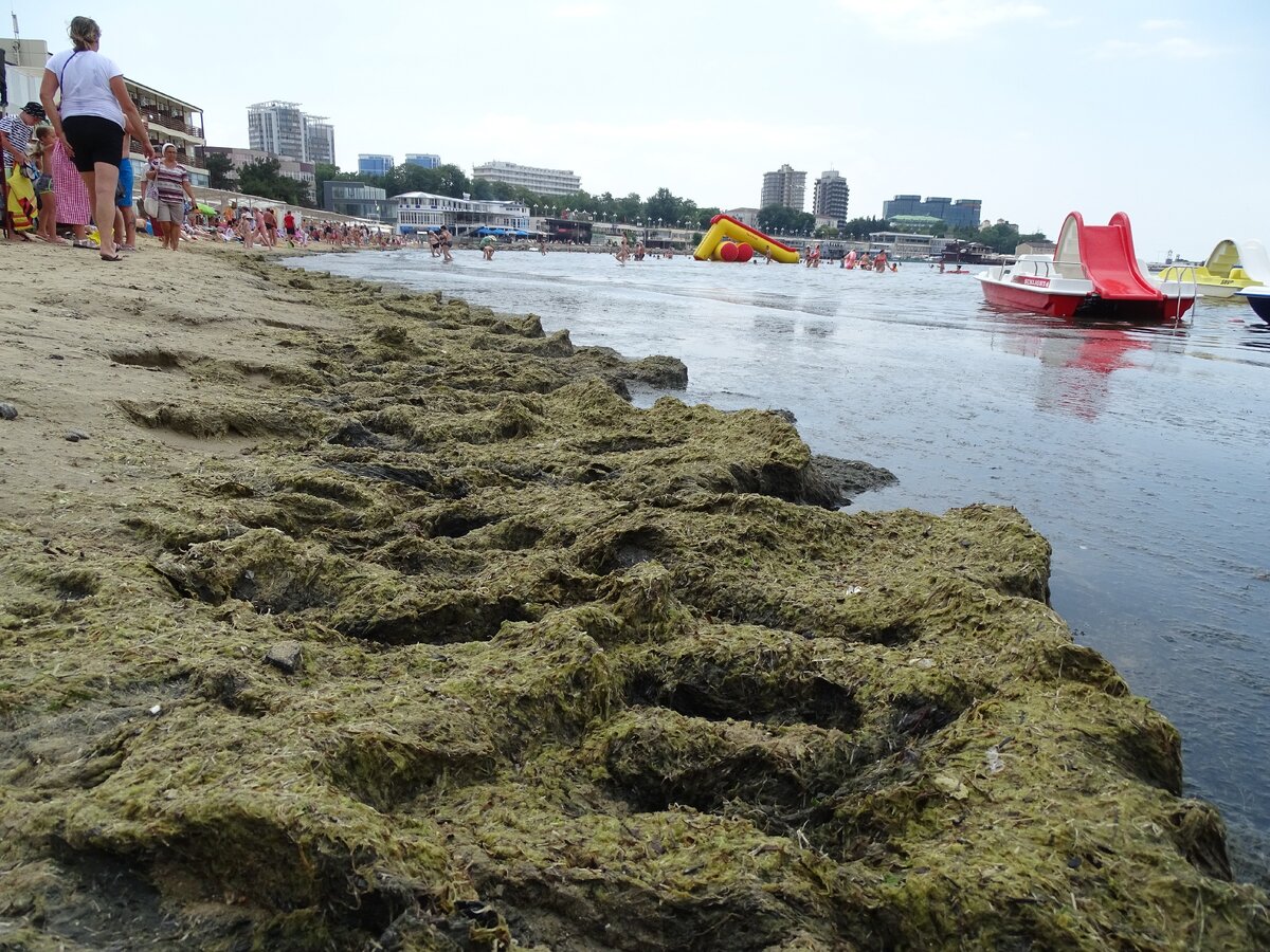 море в анапе в августе цветет