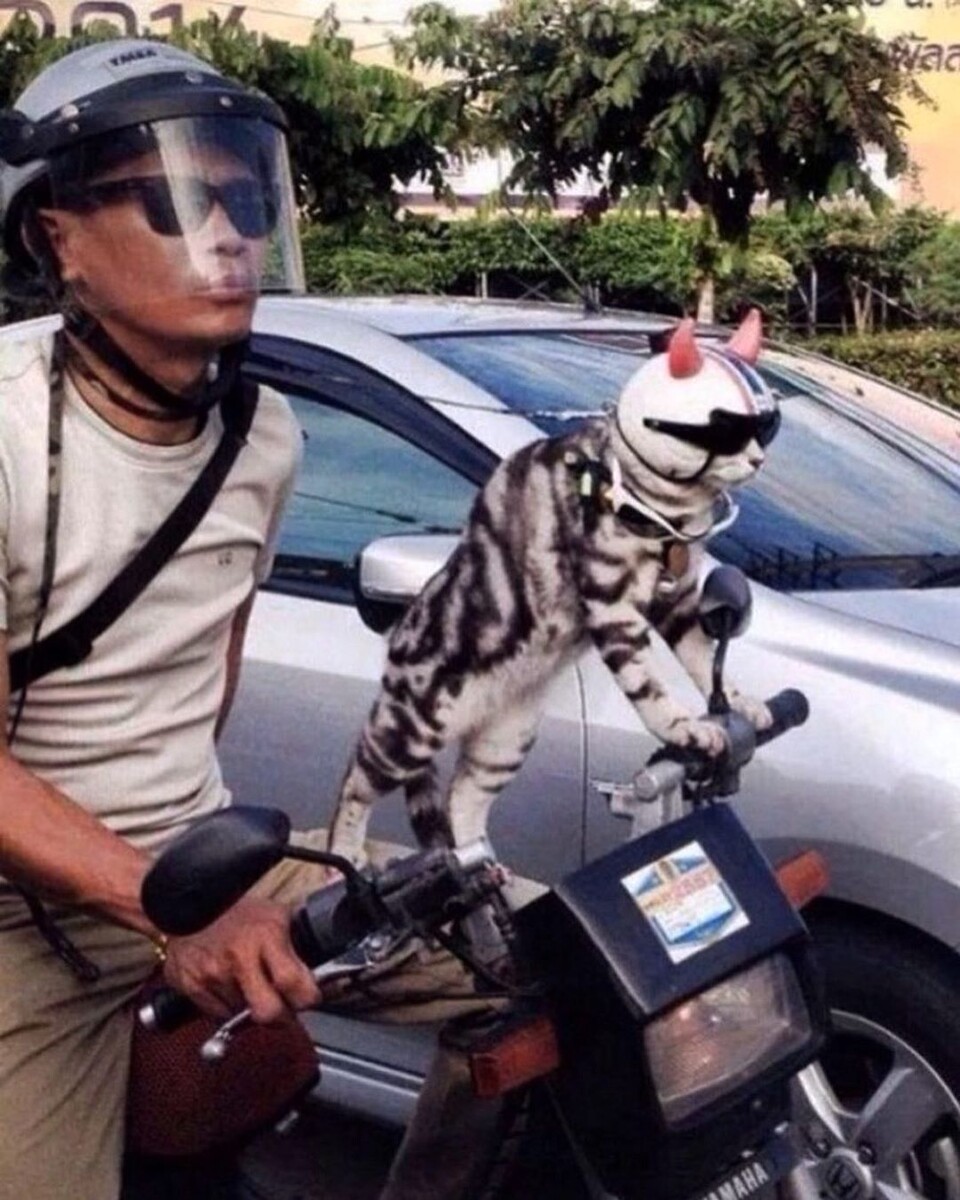 Фото: doggo_taxi, Instagram