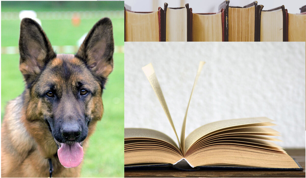 Немецкая овчарка 