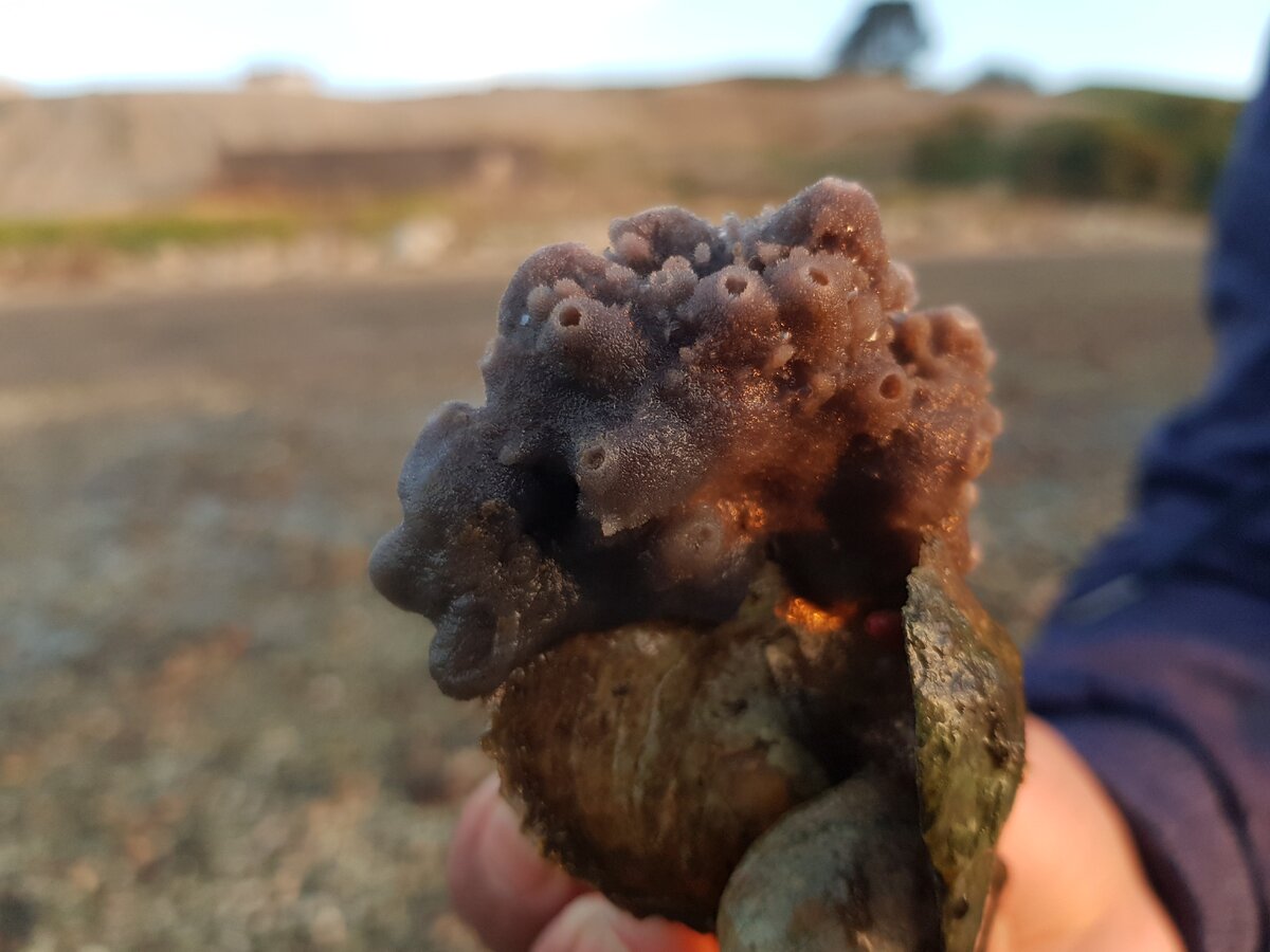 Фиолетовая губка