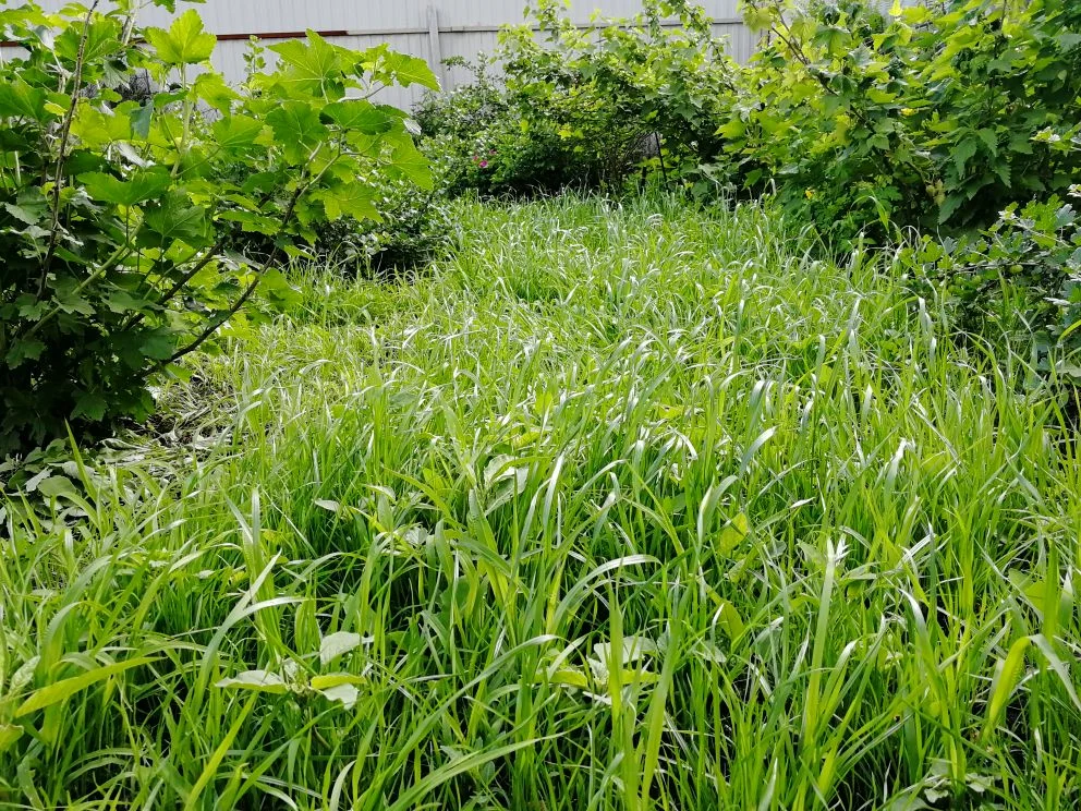 Моя травка :)