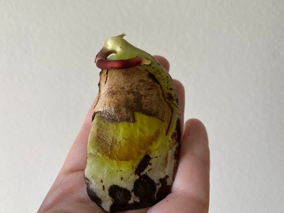 Косточка растения манго