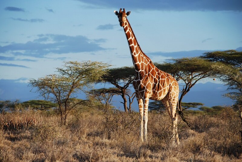 Как сделать жирафа из бумаги - шаблон и пошаговый мастер-класс