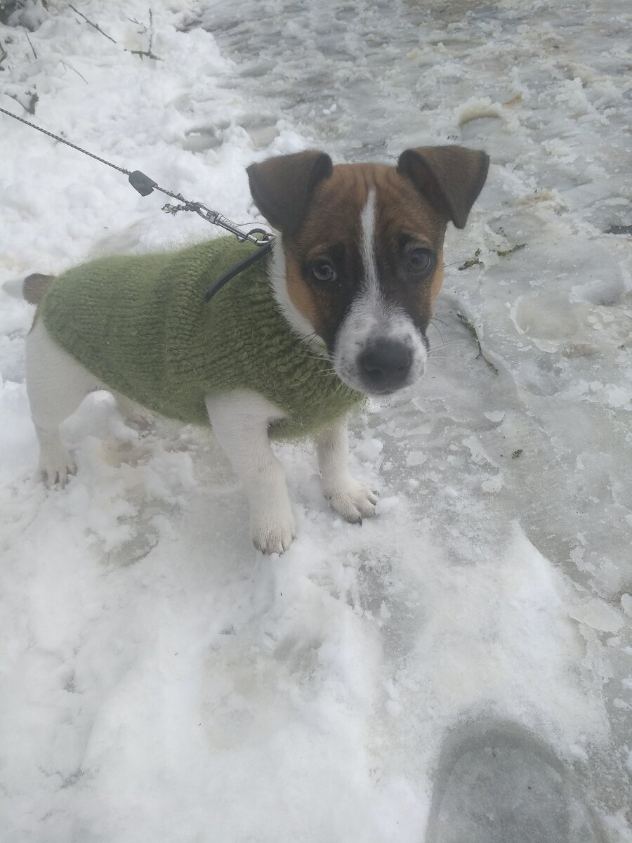 Наш любимчик. Кстати, безрукавку вязала я на скорую руку. 