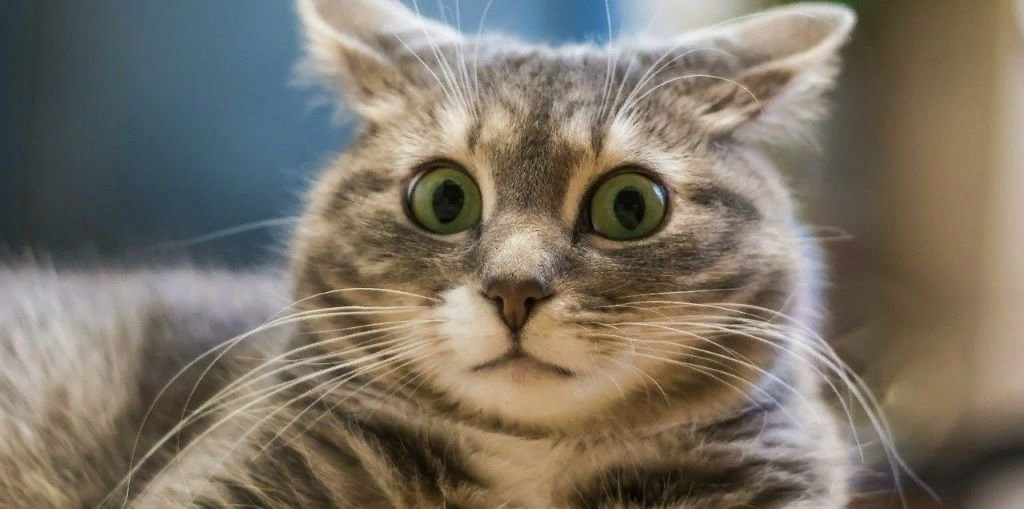 Кошатники никогда не сомневались в лечебных способностях кошек, но ученые подтвердили кошачьи способности только сейчас.