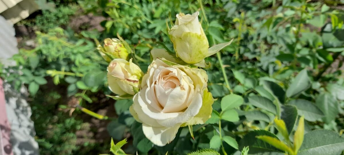 Архив. Роза в саду.