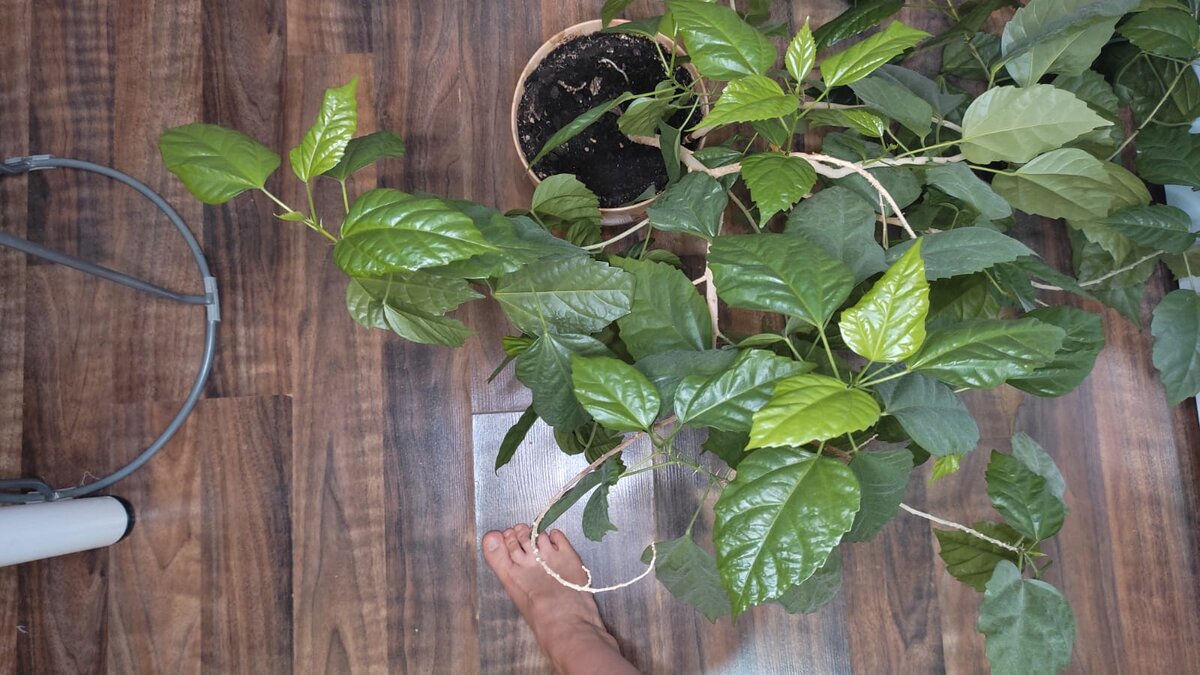 Вздутия на ламинате. Фото: Скилл