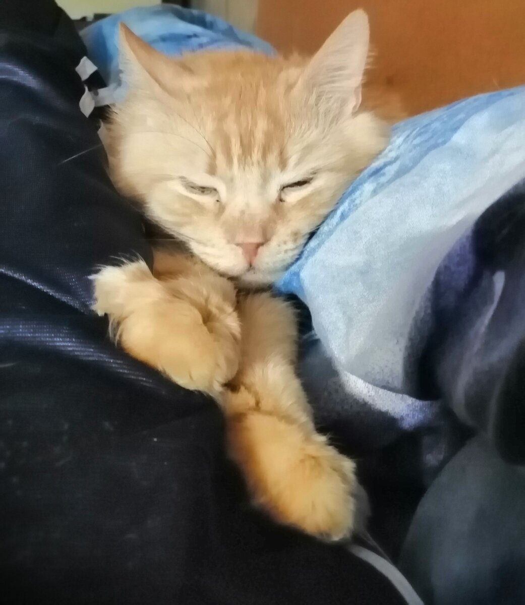 Рыжик спит на новом месте.