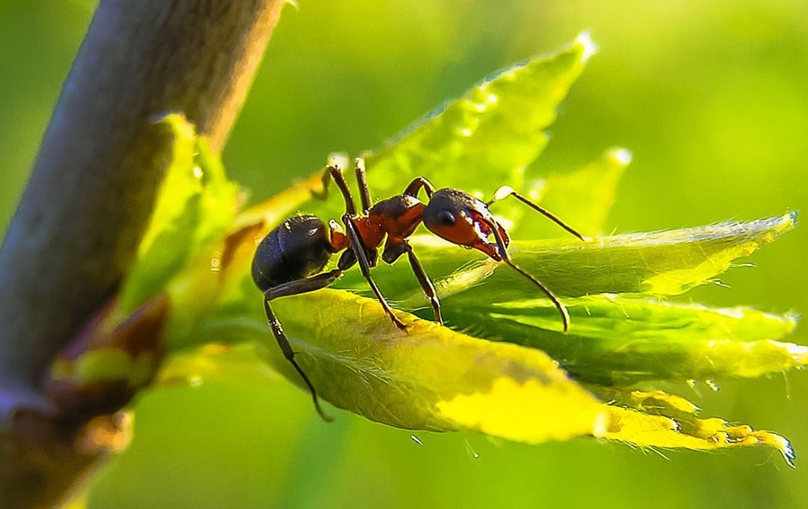 Изображение взято с сервиса Яндекс Картинки