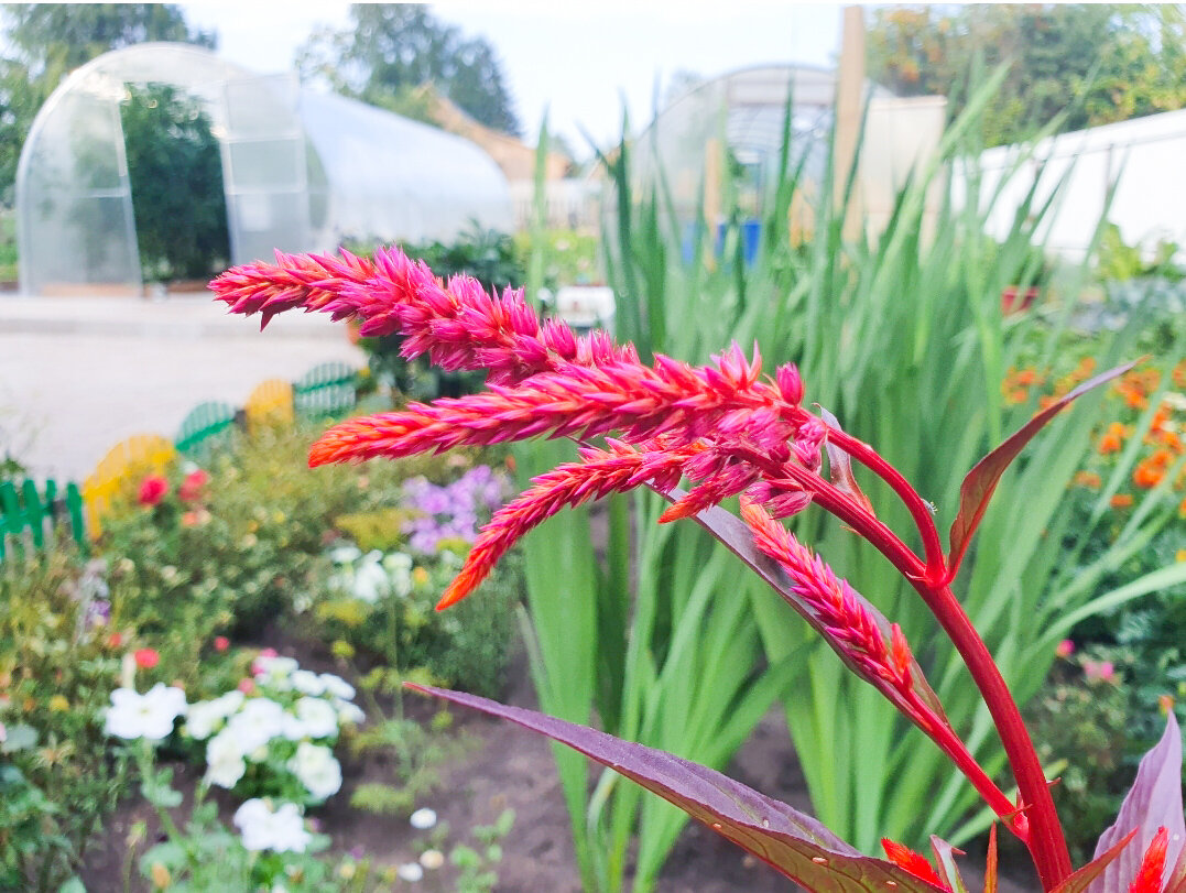 Такая целозия уже намного выше гребенчатой, и не так эффектно смотрится, но тоже очень симпатичная