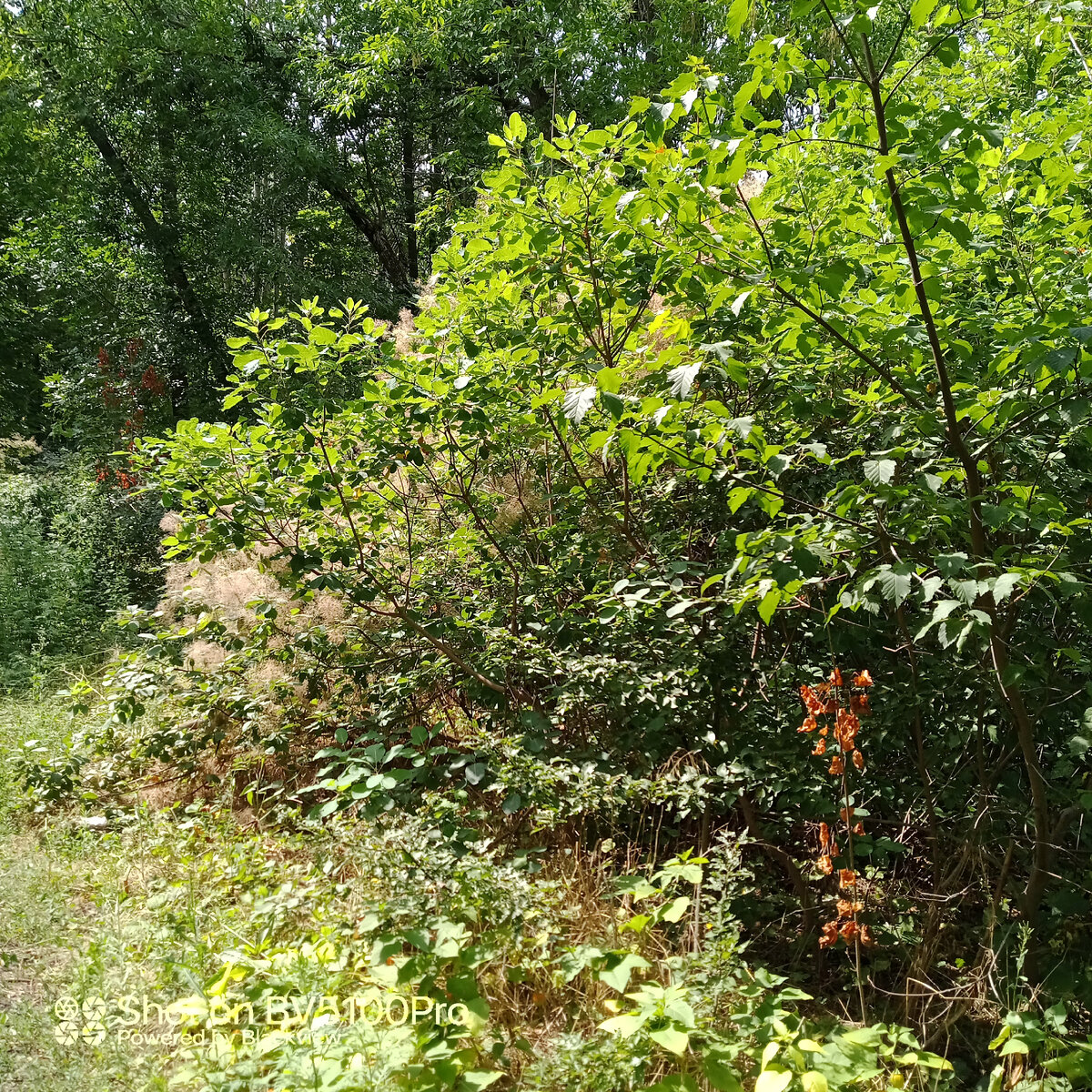 Чем дальше в лес, тем темней "вода в облацех". Фото автора