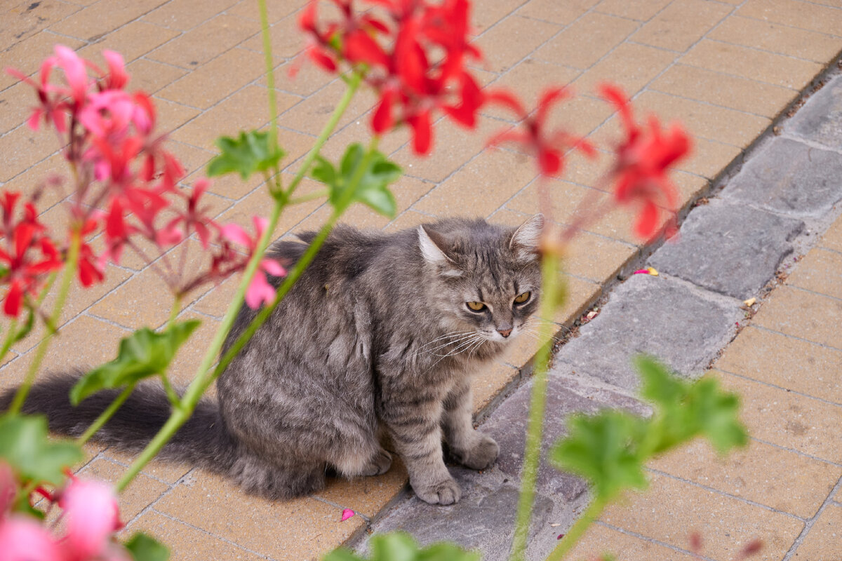 Зеленоградский кот