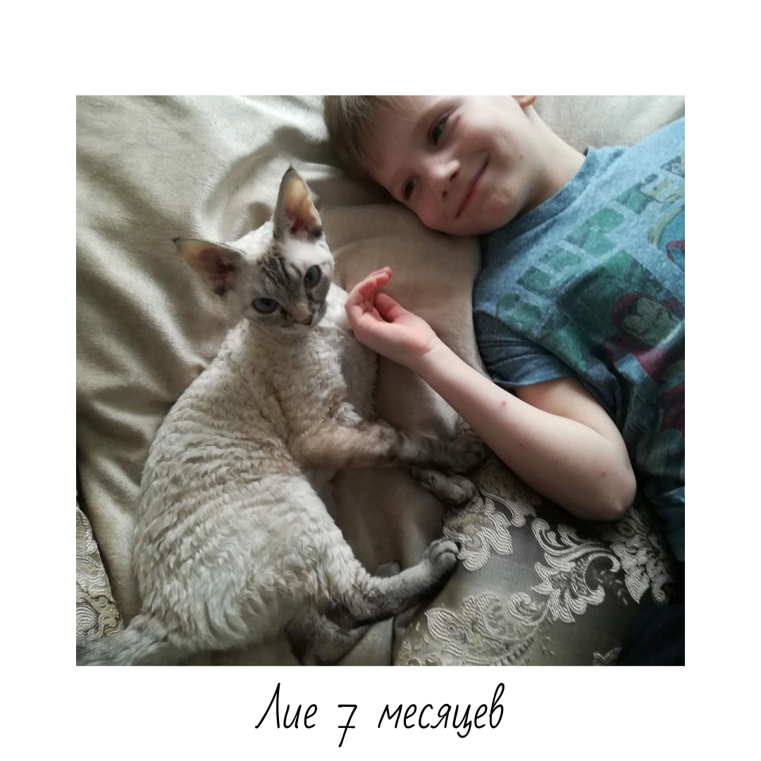 Кошка Девон Рекст, от которой родились первые 6 котят