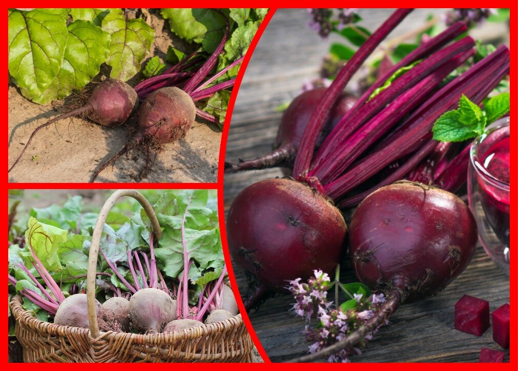 Свекла. (Фото используется по стандартной лицензии ©ogorodnye-shpargalki.ru)