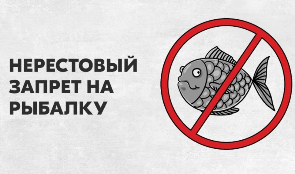 Запрет на рыбалку. Запрет рыбной ловли. Нерестовый запрет 2022. Рыбалка запрещена. Когда запрещено ловить рыбу