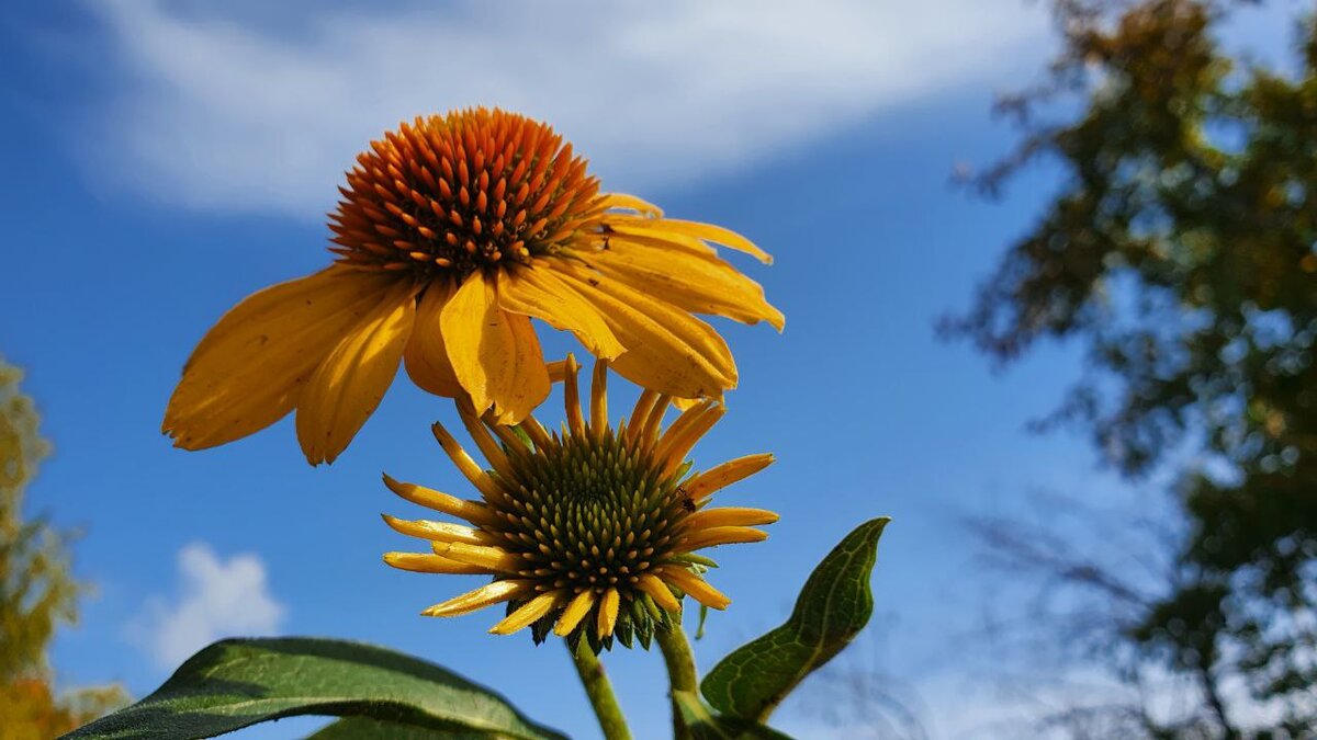 Гранада Голд начинает свое цветение с середины июля. На одном кусту можно видеть разные фазы роспуска