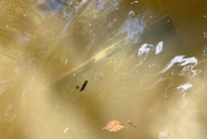 Что-то плавает  и это не щука. Источник: Reddit