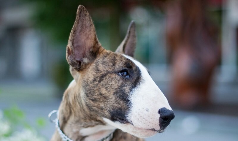 Важность регулярных ветеринарных осмотров