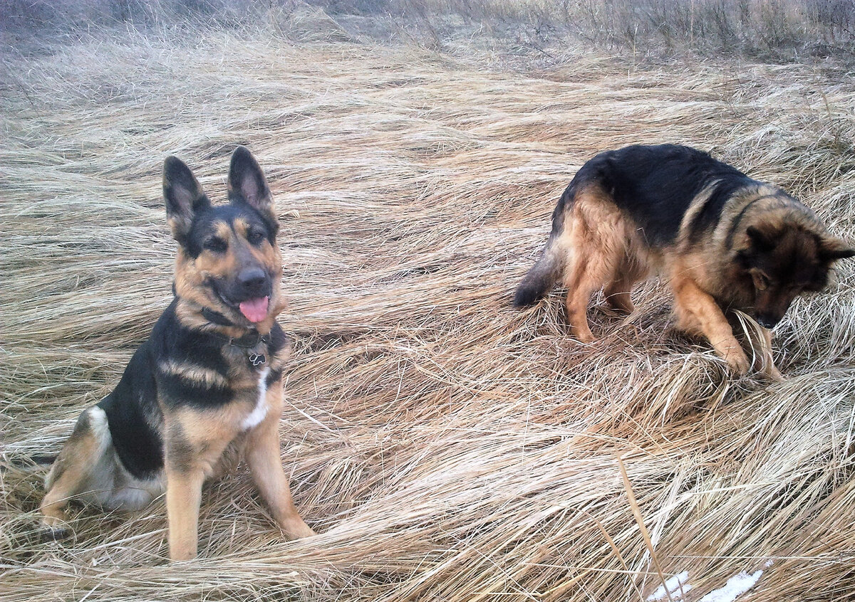 Кейси, а справа - Зевс