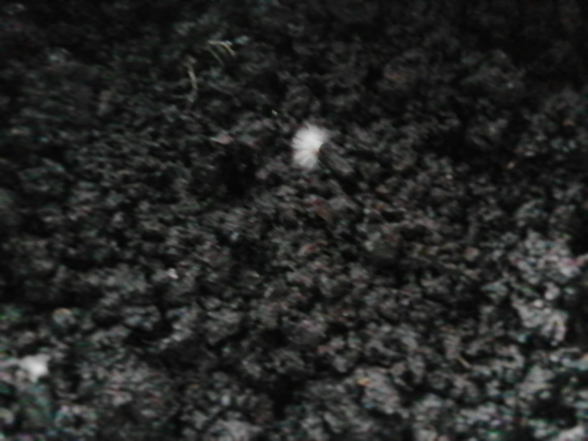 24 февраля, через 8 дней после посева, фото автора