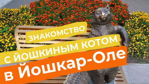 Знакомство с йошкиным котом в Йошкар-Оле