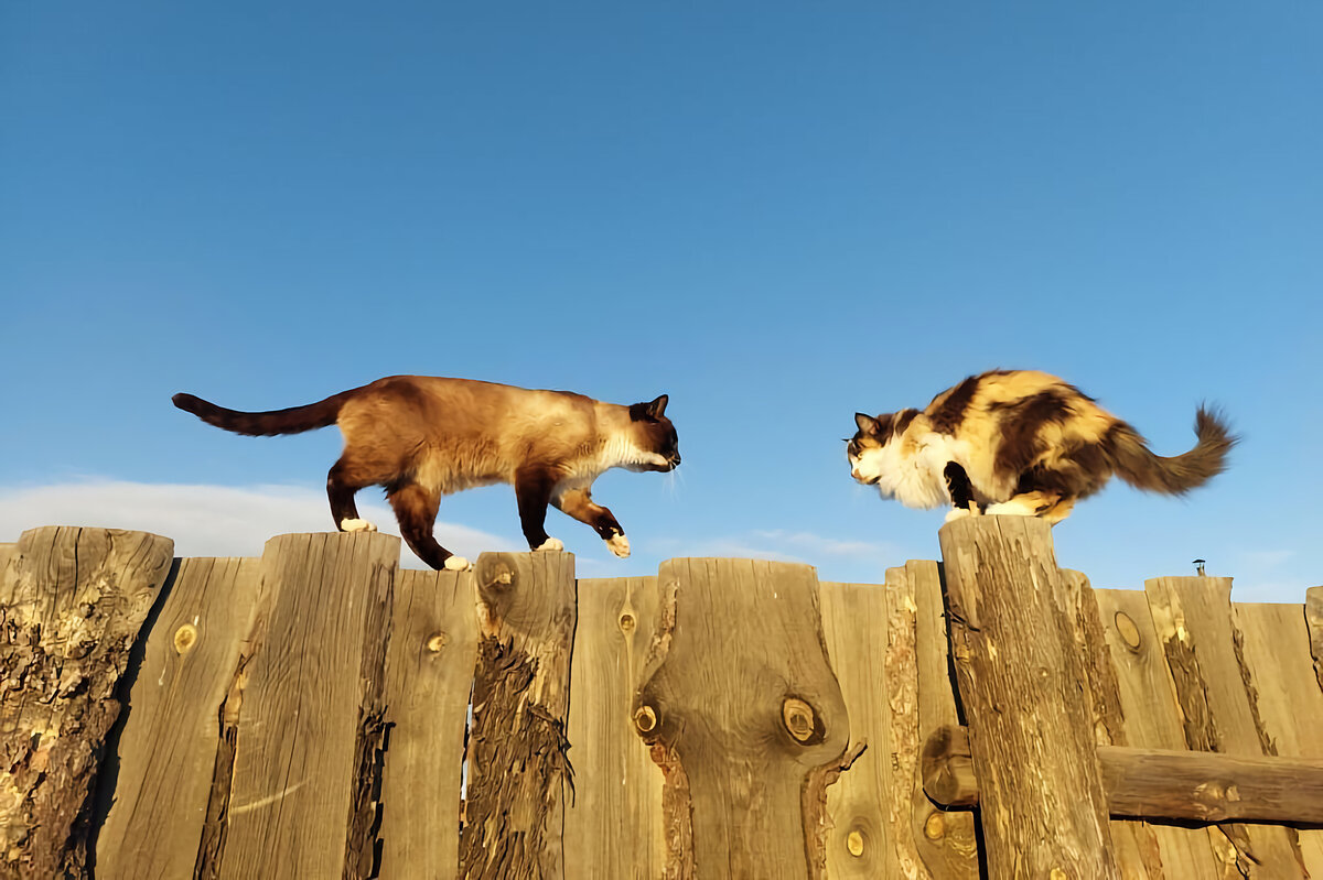 Как деревенские коты и кошки общаются между собой | Приключения натуралиста  | Дзен