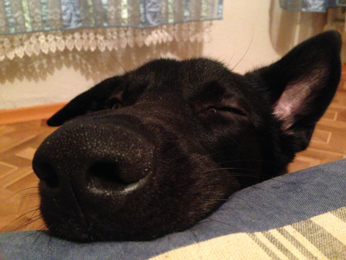 Уши засыпают))