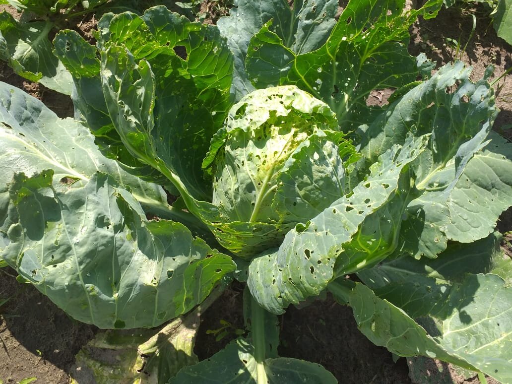 Листья капусты сильно повреждены гусеницами
