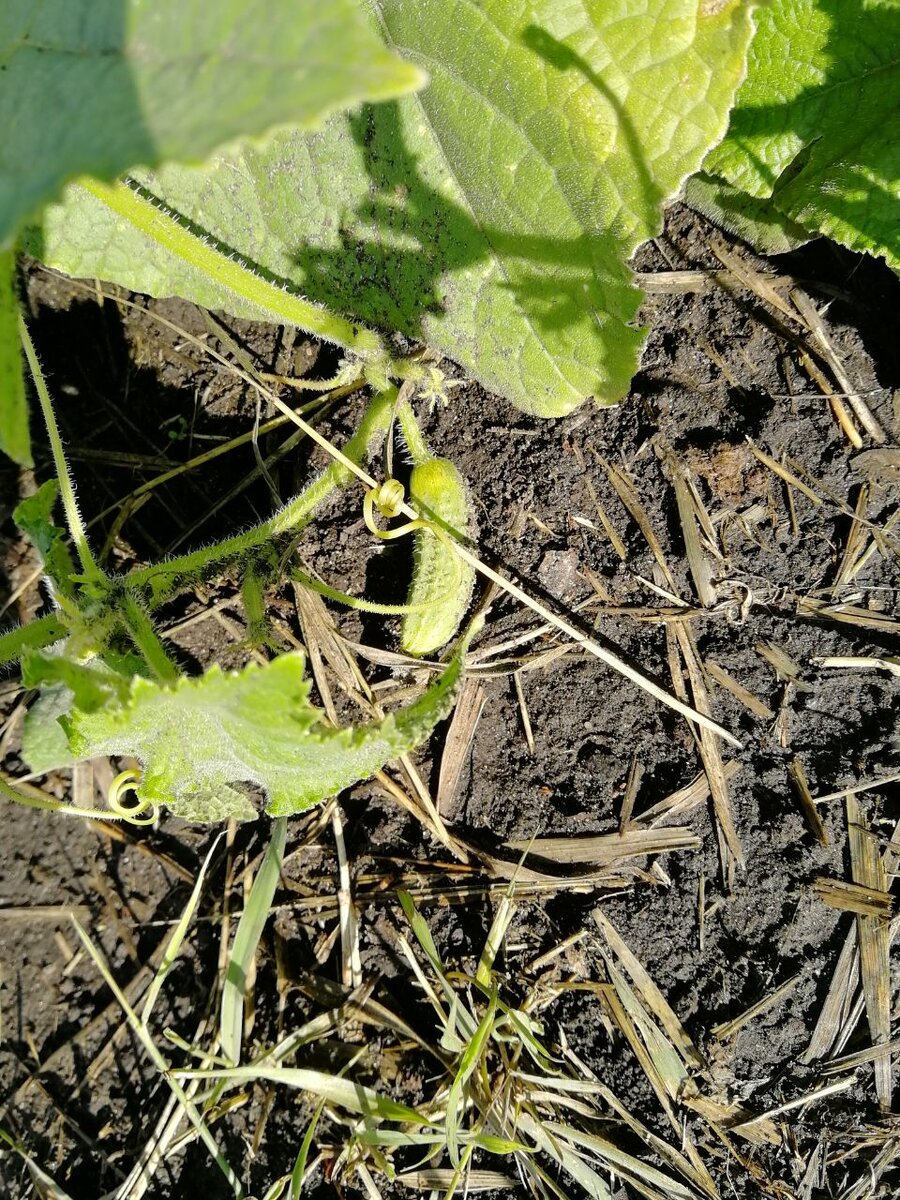 Галерея - стрелка вправо.