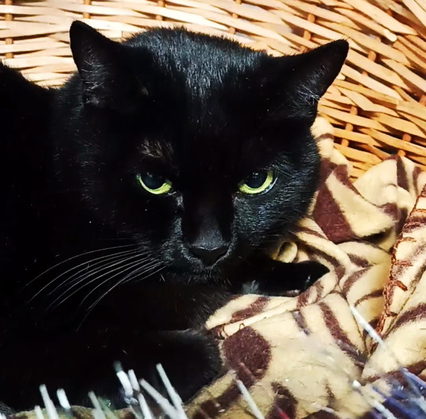 Хитсугай - вот такая злюка о_О