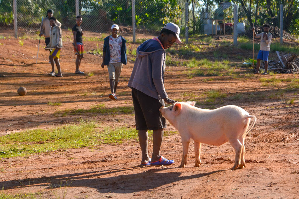 2. Нормального свина мы откормили за 6 месяцев?