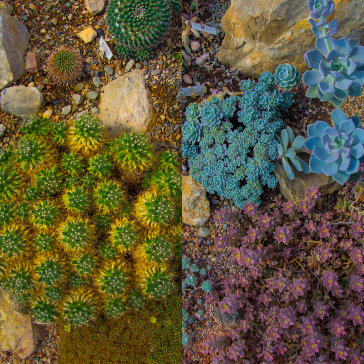 маммилярии