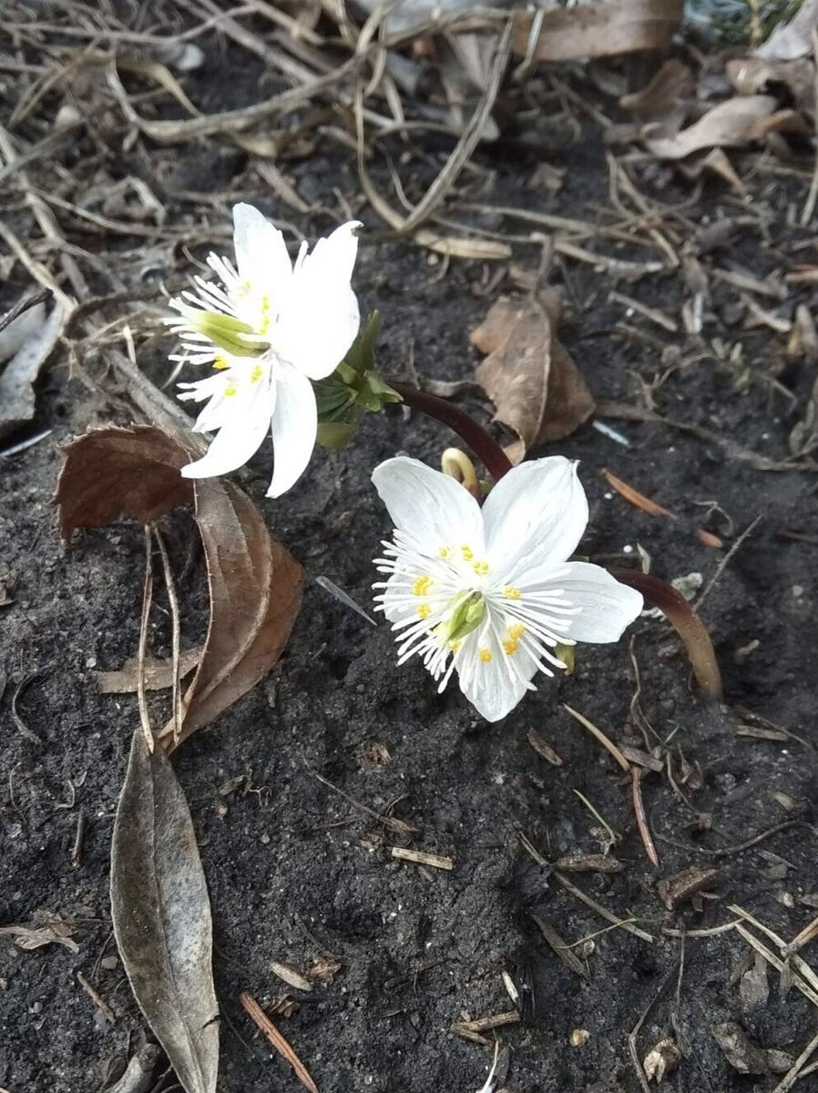 Эрантис сибирский 