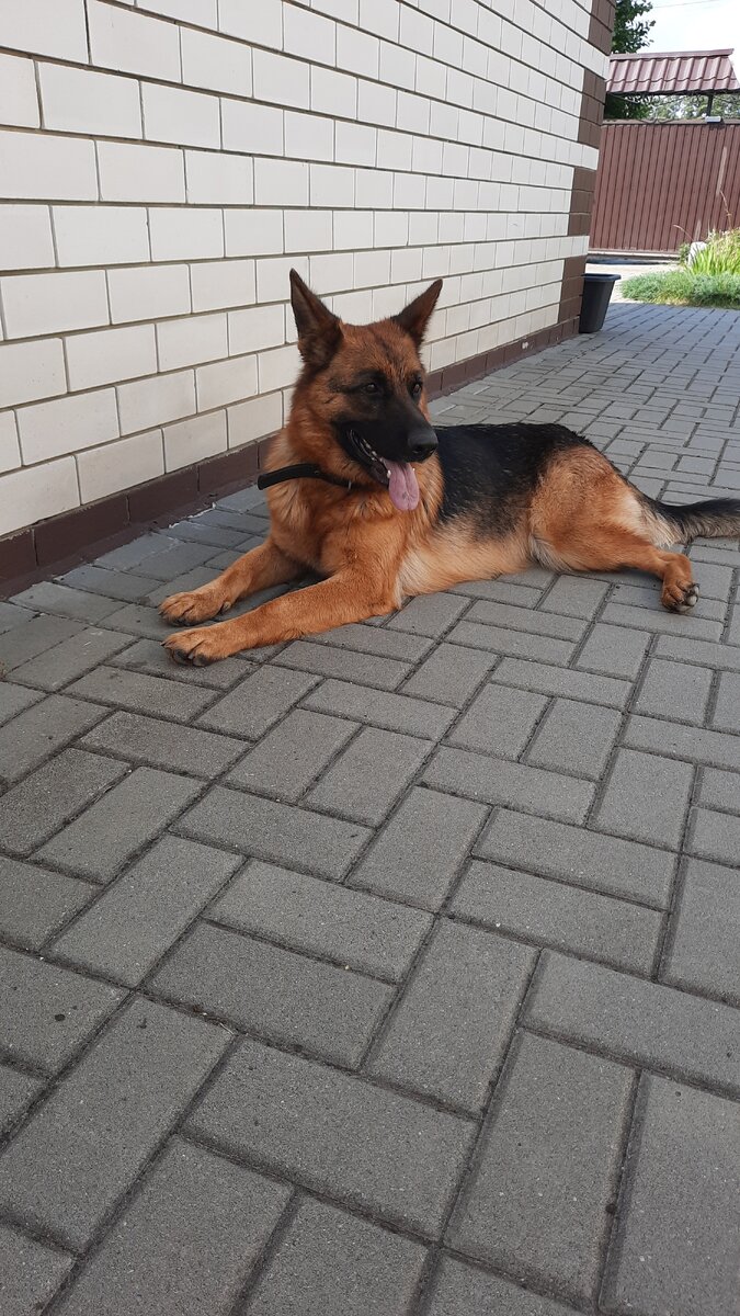 Спасается от жары в тени 