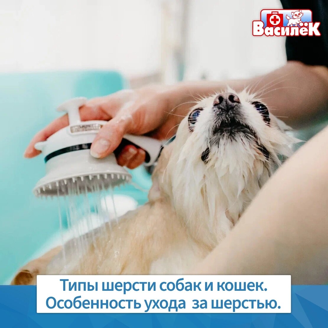 Классификаций шёрстного покрова собак и кошек - едва ли не десятки! Но однозначно можно выделить несколько основных групп.

