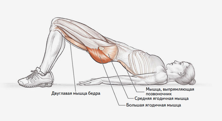 Можно ли греть ягодицу. Ягодичный мостик анатомия. Ягодичный мостик анатомия упражнений. Ягодичный мост мышцы. Ягодичный мостик мышцы.