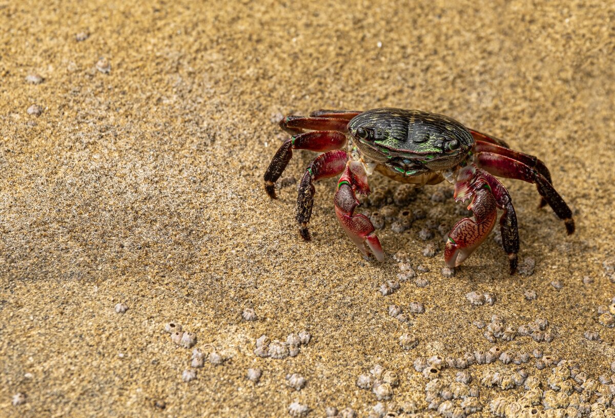Фото с бесплатного фотоистока https://unsplash.com, автор Sarah Sheedy