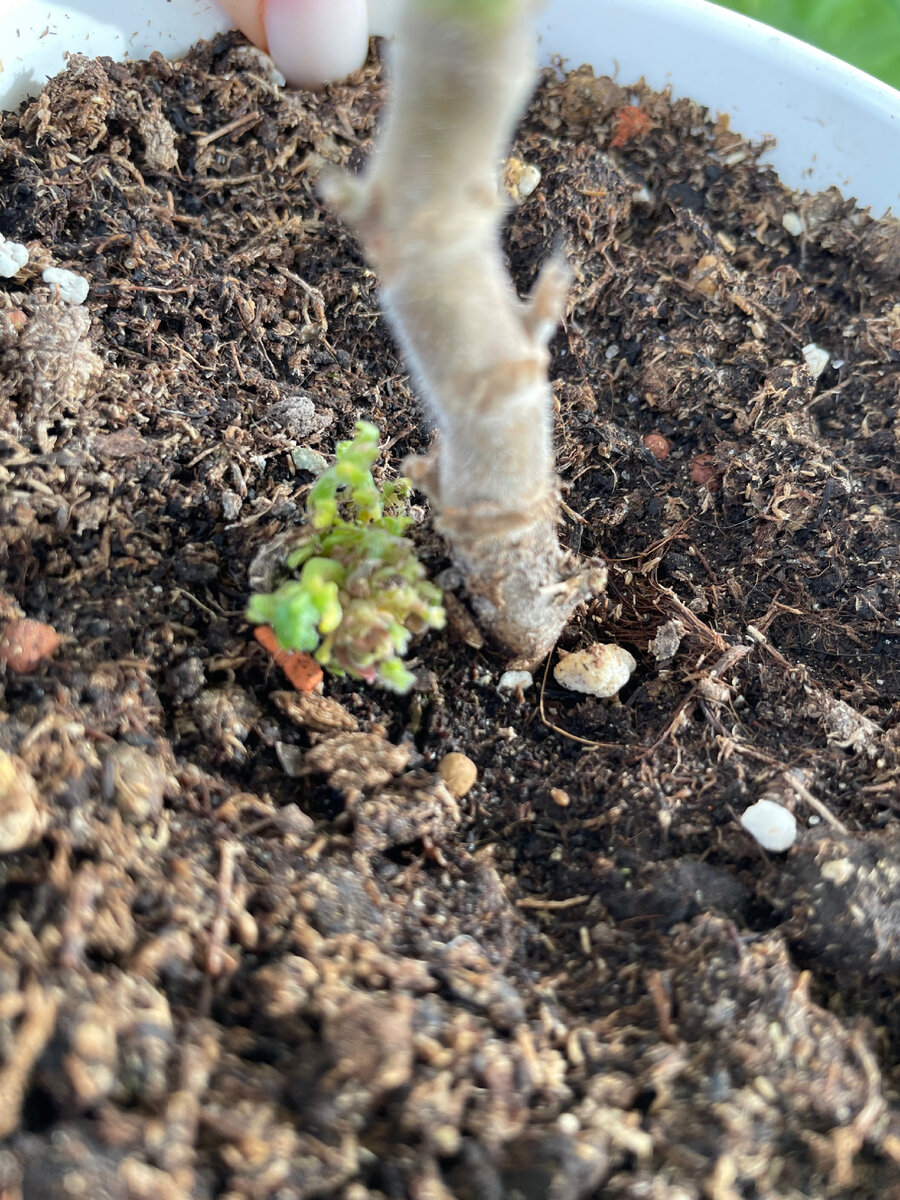 Галлы на пеларгонии Rushmoor Orinoco