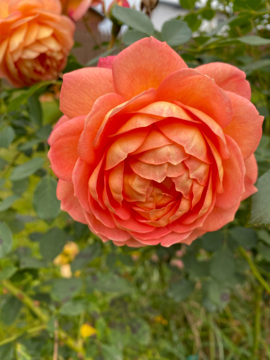 Роза Леди оф Шалот, фото автора