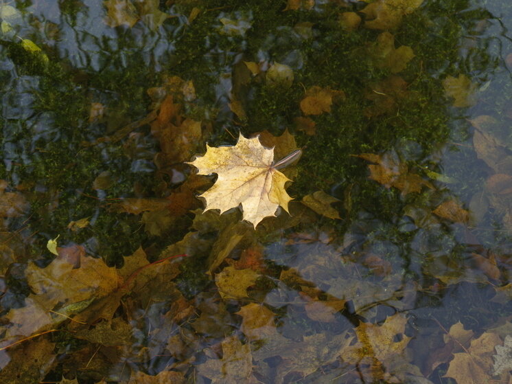     Нельзя 26 сентября кормить любимого человека блюдами из редьки – это примета к скорому расставанию. Фото: Baltphoto/Владислав Галушко